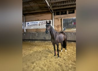 Deutsches Reitpferd, Stute, 7 Jahre, 170 cm, Dunkelbrauner