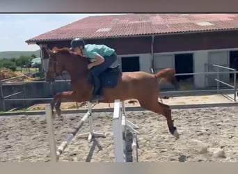 Deutsches Reitpferd, Stute, 7 Jahre, 170 cm, Fuchs