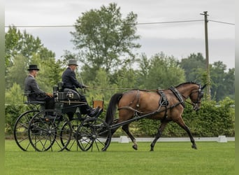 Deutsches Reitpferd, Stute, 7 Jahre, 171 cm, Brauner