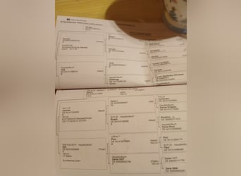 Deutsches Reitpferd, Stute, 7 Jahre, 172 cm, Brauner