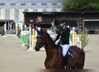 Deutsches Reitpferd, Stute, 7 Jahre, 175 cm, Brauner