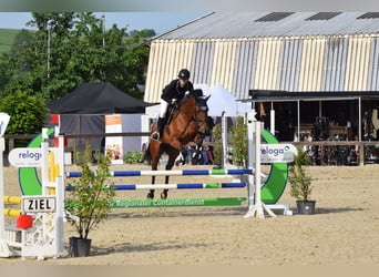 Deutsches Reitpferd, Stute, 7 Jahre, 175 cm, Brauner