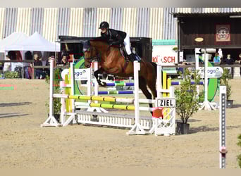 Deutsches Reitpferd, Stute, 7 Jahre, 175 cm, Brauner