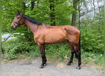 Deutsches Reitpferd, Stute, 7 Jahre, 175 cm, Brauner
