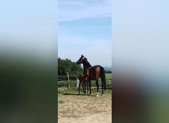 Deutsches Reitpferd, Stute, 7 Jahre, 176 cm, Brauner