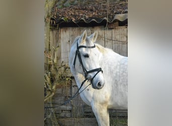 Deutsches Reitpferd, Stute, 8 Jahre, 147 cm, Schimmel