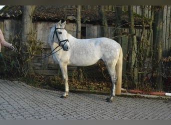 Deutsches Reitpferd, Stute, 8 Jahre, 147 cm, Schimmel