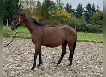Deutsches Reitpferd, Stute, 8 Jahre, 153 cm, Brauner