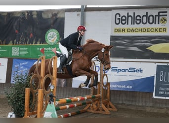 Deutsches Reitpferd, Stute, 8 Jahre, 157 cm, Fuchs