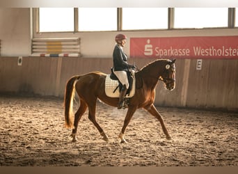 Deutsches Reitpferd, Stute, 8 Jahre, 157 cm, Fuchs