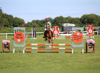 Deutsches Reitpferd, Stute, 8 Jahre, 157 cm, Fuchs