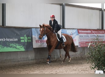 Deutsches Reitpferd, Stute, 8 Jahre, 157 cm, Fuchs