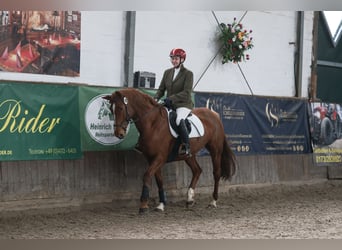 Deutsches Reitpferd, Stute, 8 Jahre, 157 cm, Fuchs