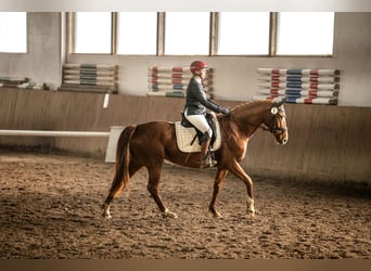 Deutsches Reitpferd, Stute, 8 Jahre, 157 cm, Fuchs