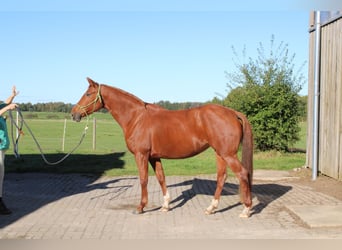 Deutsches Reitpferd, Stute, 8 Jahre, 157 cm, Fuchs