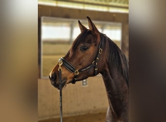 Deutsches Reitpferd, Stute, 8 Jahre, 160 cm, Brauner