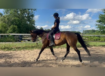 Deutsches Reitpferd, Stute, 8 Jahre, 160 cm, Brauner