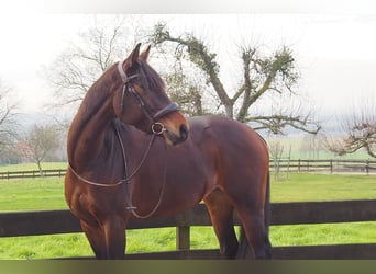 Deutsches Reitpferd, Stute, 8 Jahre, 160 cm, Brauner