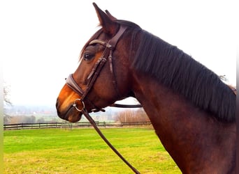 Deutsches Reitpferd, Stute, 8 Jahre, 160 cm, Brauner