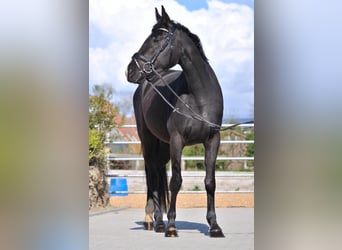 Deutsches Reitpferd, Stute, 8 Jahre, 160 cm, Rappe