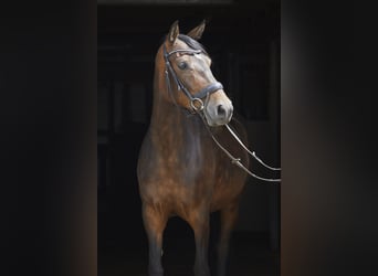 Deutsches Reitpferd, Stute, 8 Jahre, 161 cm, Dunkelbrauner