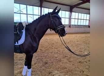 Deutsches Reitpferd, Stute, 8 Jahre, 162 cm, Dunkelfuchs