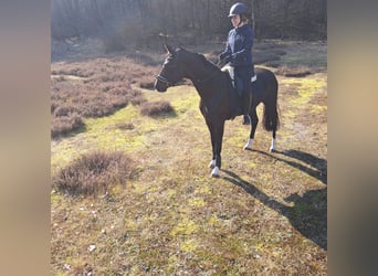 Deutsches Reitpferd, Stute, 8 Jahre, 162 cm, Dunkelfuchs