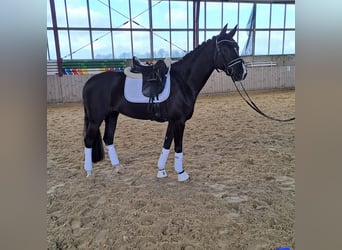 Deutsches Reitpferd, Stute, 8 Jahre, 162 cm, Dunkelfuchs