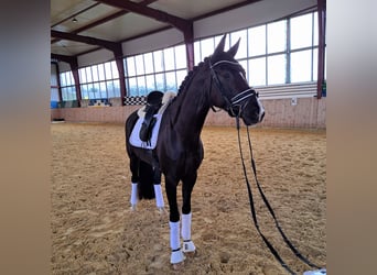 Deutsches Reitpferd, Stute, 8 Jahre, 162 cm, Dunkelfuchs