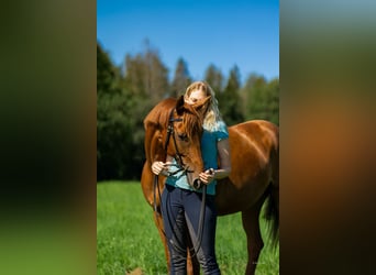 Deutsches Reitpferd, Stute, 8 Jahre, 164 cm, Fuchs