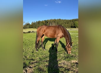 Deutsches Reitpferd, Stute, 8 Jahre, 165 cm, Brauner