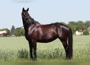 Deutsches Reitpferd, Stute, 8 Jahre, 165 cm, Schwarzbrauner