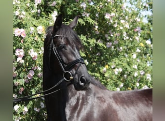 Deutsches Reitpferd, Stute, 8 Jahre, 165 cm, Schwarzbrauner