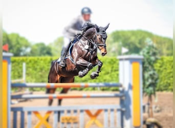 Deutsches Reitpferd, Stute, 8 Jahre, 165 cm