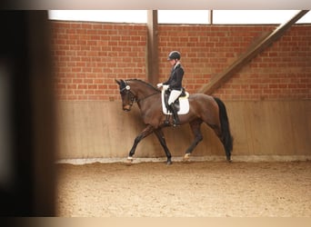 Deutsches Reitpferd, Stute, 8 Jahre, 169 cm, Dunkelbrauner