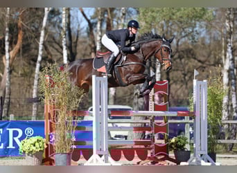 Deutsches Reitpferd, Stute, 8 Jahre, 172 cm, Dunkelbrauner