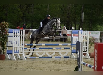 Deutsches Reitpferd, Stute, 8 Jahre, 174 cm, Schimmel