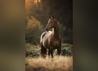 Deutsches Reitpferd, Stute, 8 Jahre, 176 cm, Dunkelfuchs