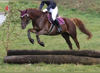 Deutsches Reitpferd, Stute, 8 Jahre, Fuchs