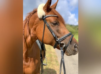 Deutsches Reitpferd Mix, Stute, 9 Jahre, 148 cm, Fuchs