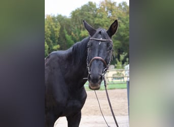 Deutsches Reitpferd Mix, Stute, 9 Jahre, 152 cm, Brauner