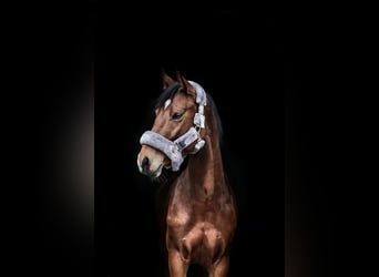 Deutsches Reitpferd, Stute, 9 Jahre, 160 cm, Brauner
