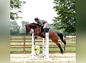 Deutsches Reitpferd, Stute, 9 Jahre, 160 cm, Brauner