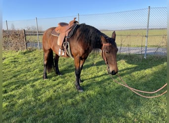 Deutsches Reitpferd Mix, Stute, 9 Jahre, 161 cm, Brauner