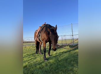 Deutsches Reitpferd Mix, Stute, 9 Jahre, 161 cm, Brauner