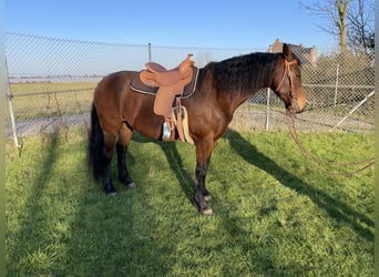 Deutsches Reitpferd Mix, Stute, 9 Jahre, 161 cm, Brauner