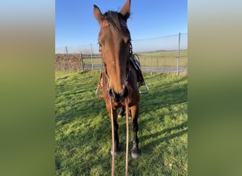 Deutsches Reitpferd Mix, Stute, 9 Jahre, 161 cm, Brauner