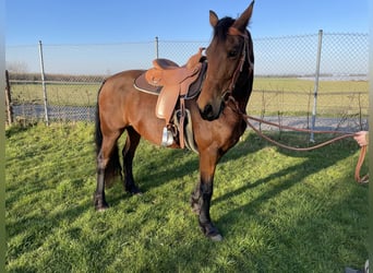 Deutsches Reitpferd Mix, Stute, 9 Jahre, 161 cm, Brauner