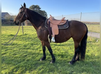 Deutsches Reitpferd Mix, Stute, 9 Jahre, 161 cm, Brauner