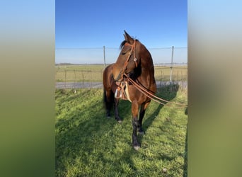 Deutsches Reitpferd Mix, Stute, 9 Jahre, 161 cm, Brauner